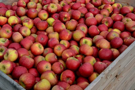 Äpfel in Großkiste