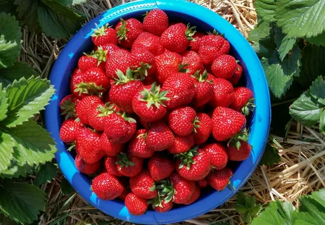 gepflückte Erdbeeren