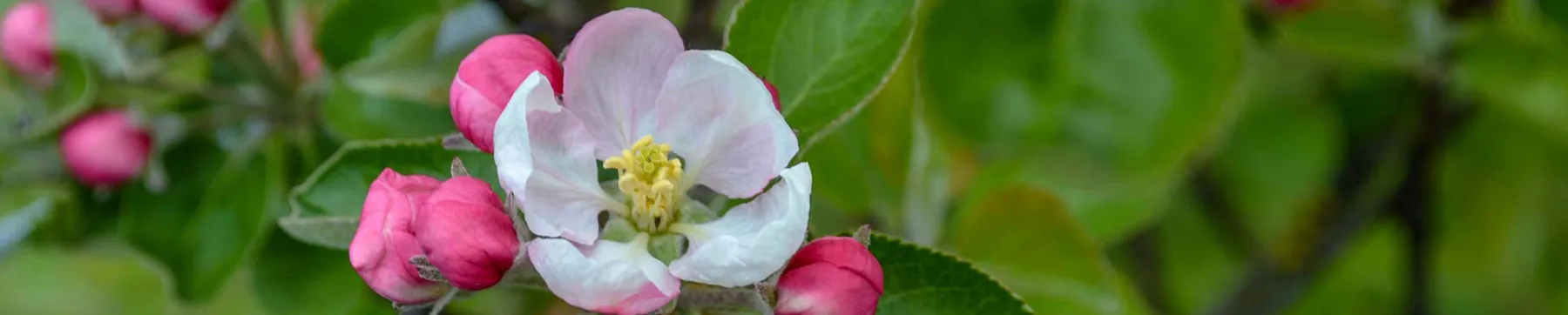 Apfelblüten