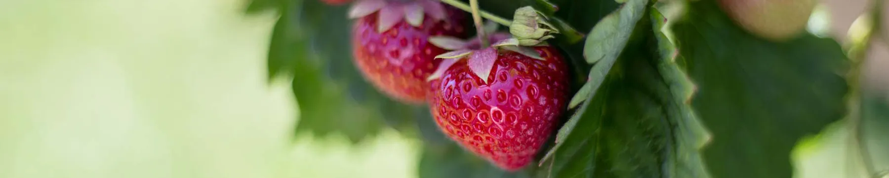 Erdbeeren
